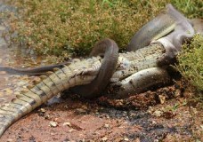 Cobra engole crocodilo inteiro