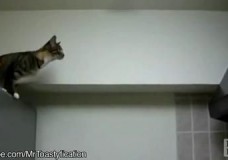 Os gatos não sabem saltar
