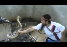 Homem aterroriza cobras venenosas com sua coragem