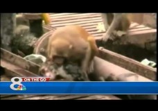 Macaco salva a vida ao seu irmão em plena linha de comboio